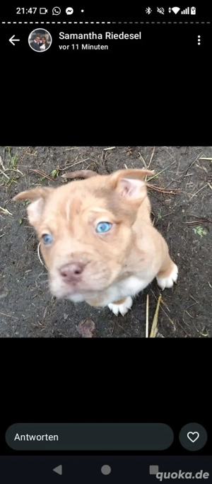 Welpen suchen Liebevolles Zuhause 