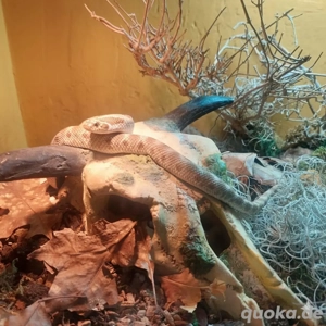 Hakennasennatter Heterodon Nasicus 