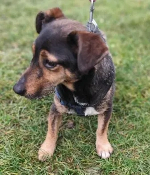 Dackelmischling *MAX* ist sehr lieb und freundlich