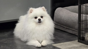 Deckrüde Pomeranian Zwergspitz Toy mit FCI Stammbaum.