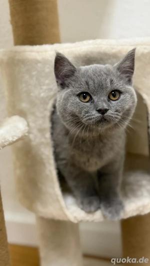 BKH-Kitten inkl. kompletter Erstausstattung