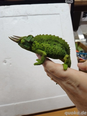 Großes Dreihornchamäleon Trioceros Jacksonii Xantholophus