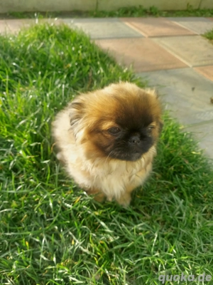  Pufi  sucht neues  Familie 