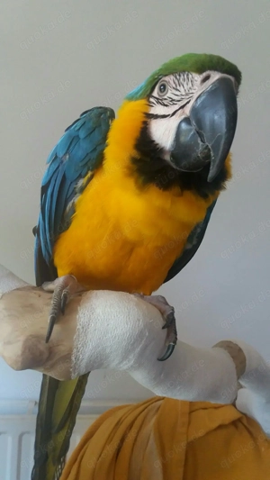 Sehr intelligente Papageien verfügbar