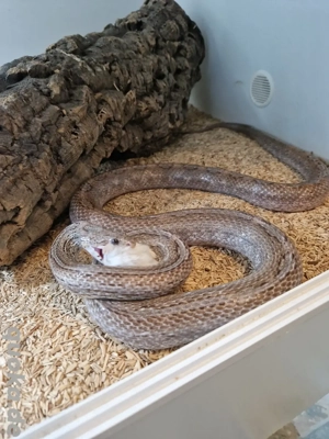 1.0 Ghost Pewter Motley Striped Tessera (50% het. Amel