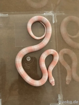 Lampropeltis Hondurensis Snow
