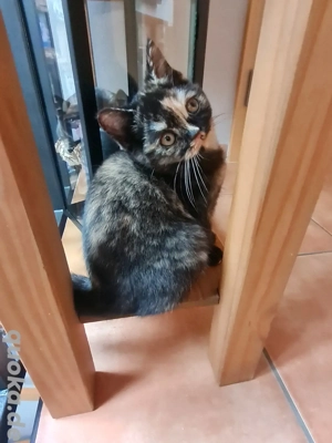 BKH Kitten, reinrassig, weiblich