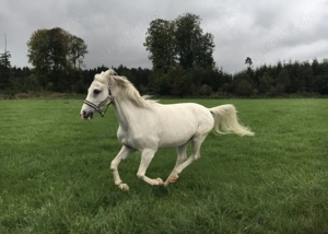 21-jähriger Welsh-Araber-Wallach als Freizeitpartner 