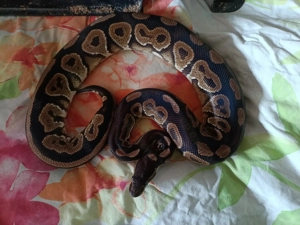 Königspython weiblich, black pastel het pied POS trick