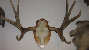 großes dekoratives Elchgeweih