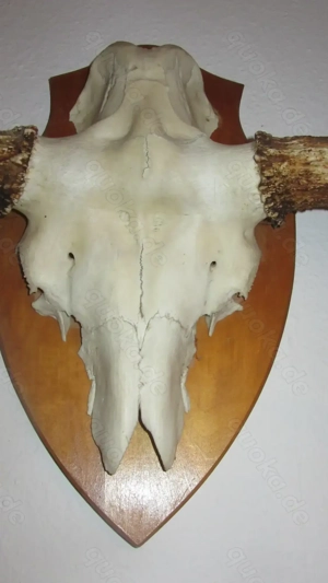 großes dekoratives Elchgeweih Bild 4