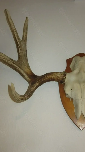 großes dekoratives Elchgeweih Bild 3