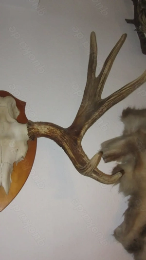 großes dekoratives Elchgeweih Bild 2