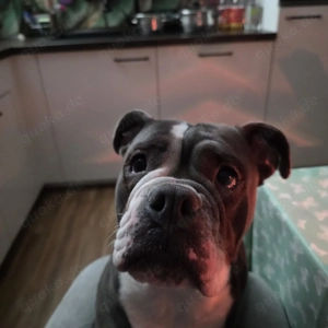 Old english bulldog Alternativ 