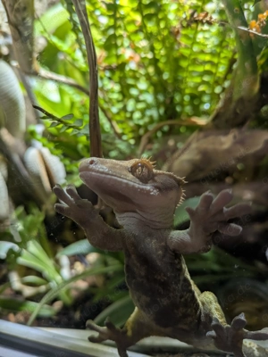 Kronenkopfgecko mit Papieren