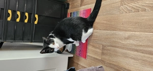 Kater Tiki sucht neuen Kuschelplatz