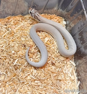 Hakennasennatter, Heterodon Nasicus 