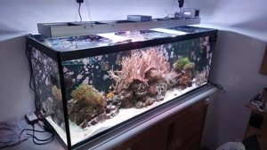 Meerwasseraquarium und Technik
