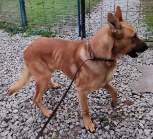Malinois Rüde 6j  bundesweit ausreisebereit NACH ADOPTION  Bild 5