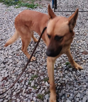 Malinois Rüde 6j  bundesweit ausreisebereit NACH ADOPTION  Bild 4