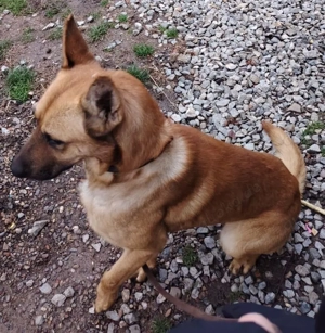 Malinois Rüde 6j  bundesweit ausreisebereit NACH ADOPTION  Bild 6