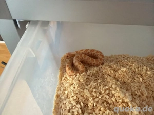 Hakennasennatter 0.1 Conda Albino Het Axanthic Het Toffee Belly