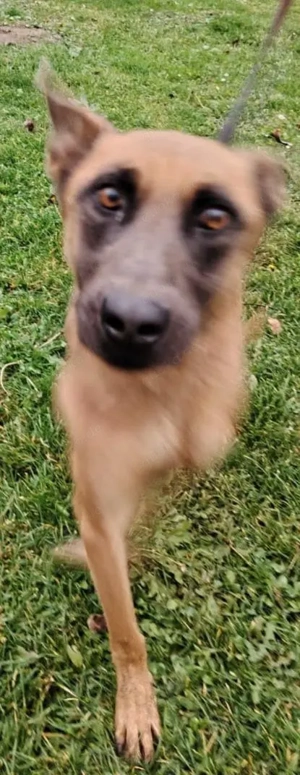 Malinois Hündin 7J bundesweit ausreisebereit NACH ADOPTION  Bild 5