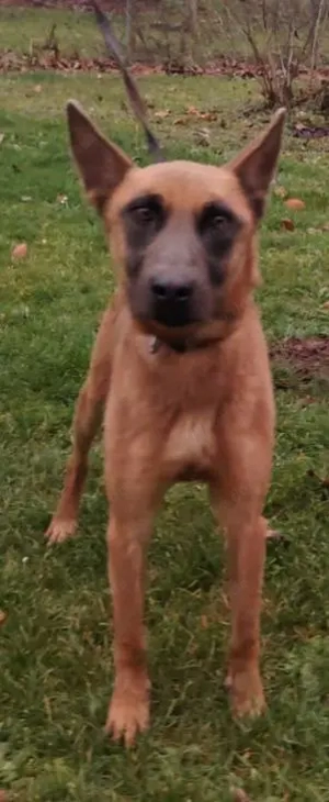 Malinois Hündin 7J bundesweit ausreisebereit NACH ADOPTION 