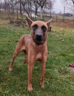 Malinois Hündin 7J bundesweit ausreisebereit NACH ADOPTION  Bild 6