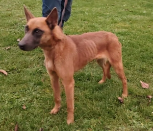 Malinois Rüde 6j  bundesweit ausreisebereit NACH ADOPTION 