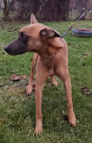 Malinois Hündin 7J bundesweit ausreisebereit NACH ADOPTION 