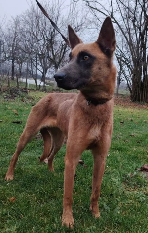 Malinois Hündin 7J bundesweit ausreisebereit NACH ADOPTION  Bild 8