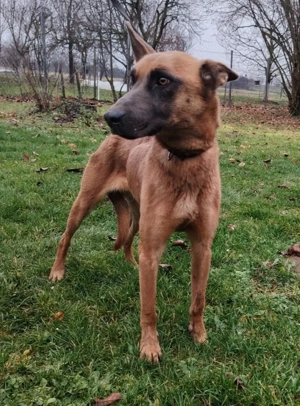 Malinois Hündin 7J bundesweit ausreisebereit NACH ADOPTION  Bild 9