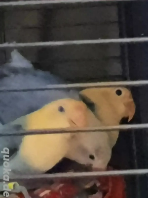 Pfirsichköpfchen Teilzahm Unzertrennliche Agaporniden 