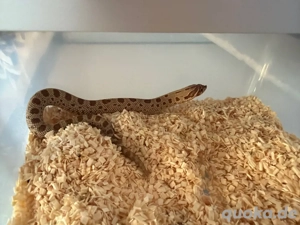 Hakennasennatter 1.0 Conda Het Albino Het Axanthic Het Toffee Belly