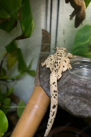 Verkaufe aus meinem Bestand ein Superdalmatiner Männchen