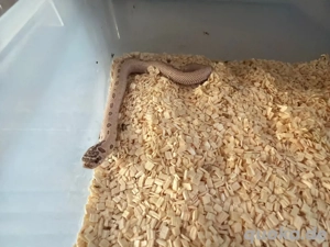 Hakennasennatter 1.0 Grey Fog Toffee Belly 50% Het Albino