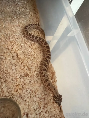 Hakennasennatter 1.0 Conda Het Albino Het Axanthic Het Toffee Belly
