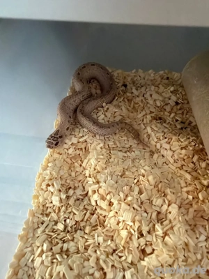 Hakennasennatter 1.0 Toffeeconda Super Arctic 50% Het Albino