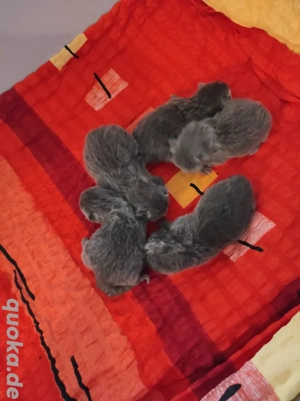 BKH Kitten 