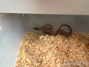 Hakennasennatter 1.0 Super Arctic Conda 50% Het Albino 66% Het Toffee Belly