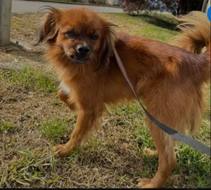 1J Pekinese Mix Rüde 9 kg kniehoch AUSREISE NACH ADOPTION