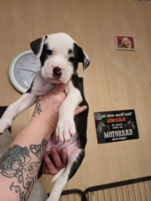 Welpe welpen labrador , bullador 