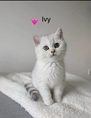 Zauberhafte Britisch-Kurzhaar Kitten 