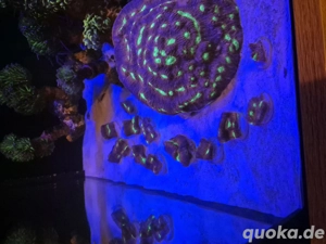 korallen meerwasser ableger chalice 