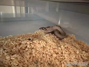 Hakennasennatter 1.0 Toffeeconda Super Arctic 50% Het Albino