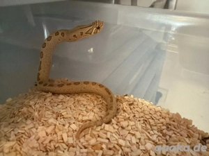 Hakennasennatter 0.1 Grey Fog Toffee Belly 50% Het Albino