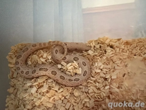 Hakennasennatter 1.0 Grey Fog Toffee Belly 50% Het Albino