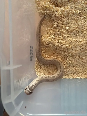 Hakennasennatter 0.1 Toffeeconda Super Arctic 50% Het Albino