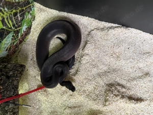 Königspython Wahnsinns Farbe abzugeben 